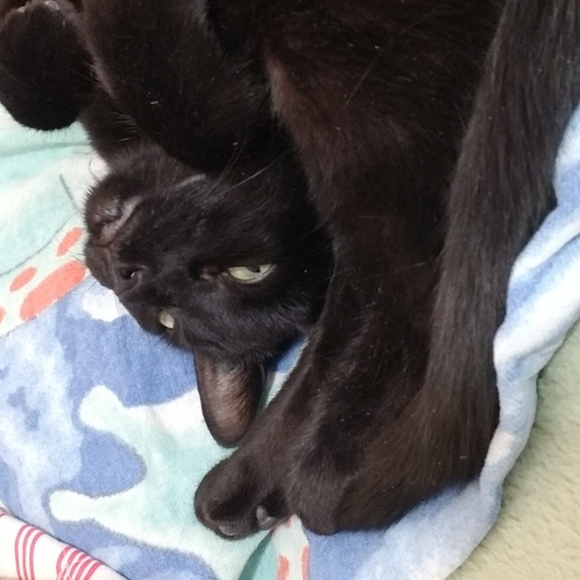 Meet your Posher, Sunshine - Picture 2 of 9